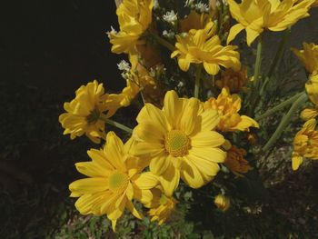 Close-up of yellow flowers blooming outdoors