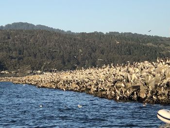 View of birds in lake against clear sky