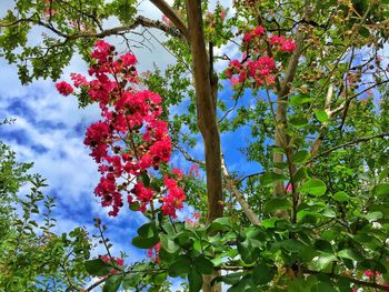 Low angle view of pink flowers blooming on tree against sky