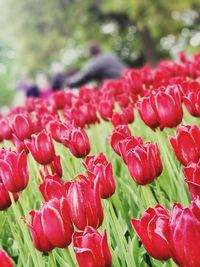 Close-up of red tulip flowers