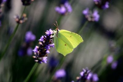 Close-up of insect on purple flower