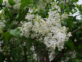 Close-up of white flowers