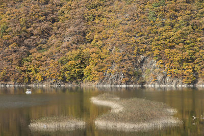 Scenic view of lake in forest during autumn