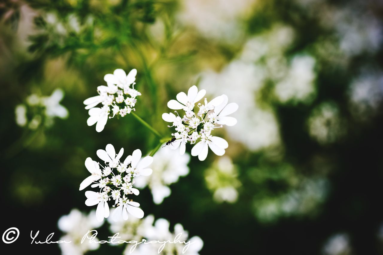 CLOSE-UP OF FLOWERING PLANT