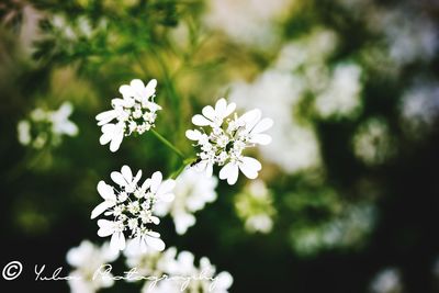 Close-up of white flowering plant