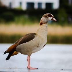 Close-up of bird