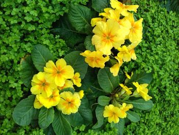 Close-up of yellow flowers blooming outdoors