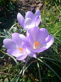 Close-up of purple flowers blooming in field