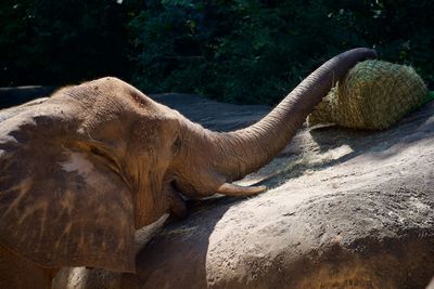 Close-up of elephant