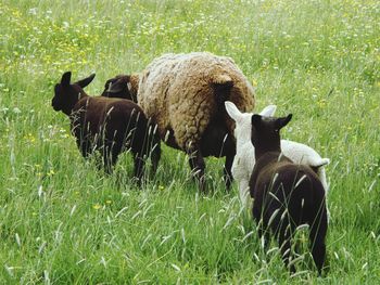 Sheep grazing on field