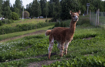 Alpaca vicugna pacos on a farm in sweden