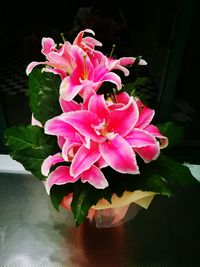 Close-up of pink flowers