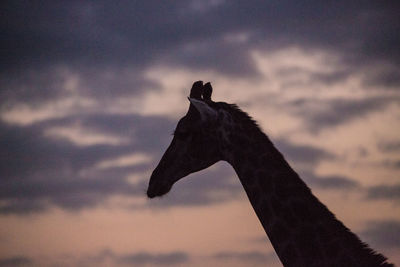 Low angle view of silhouette bird against sky