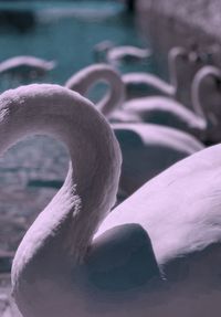 Close-up of swan swimming in lake