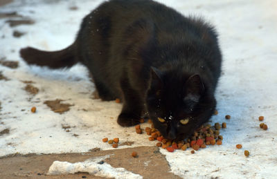 High angle view of black eating food