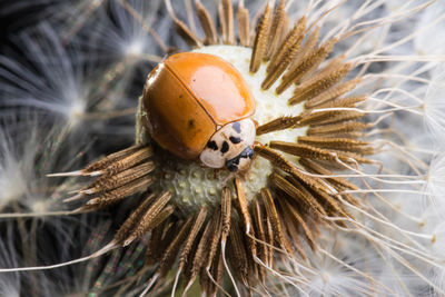 Close-up of bug on flower