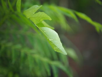 Close-up of raindrops on leaves