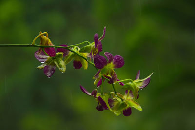 Close-up of red flowering plant leaves