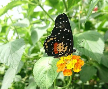 Close-up of butterfly pollinating on flower