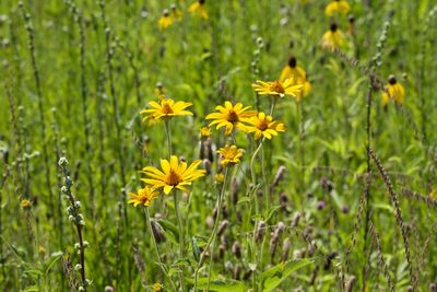 Close-up of yellow flowering plants on field