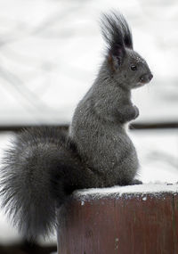 Close-up of squirrel