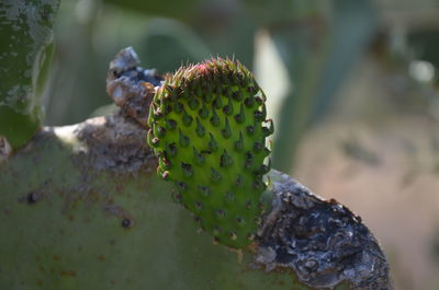 Close-up of prickly pear cactus