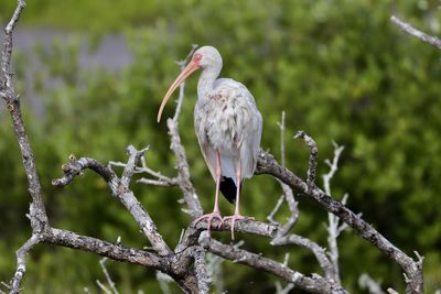 Low angle view of bird perching on branch