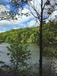 Scenic view of river in forest against sky