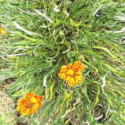 Close-up of marigold blooming outdoors