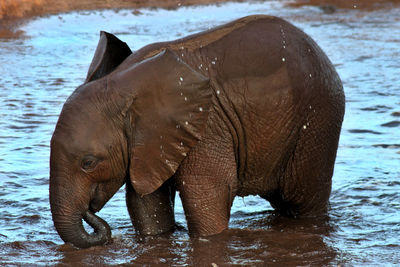 Close-up of baby elephant in water