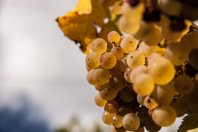 Close-up of yellow berries on tree