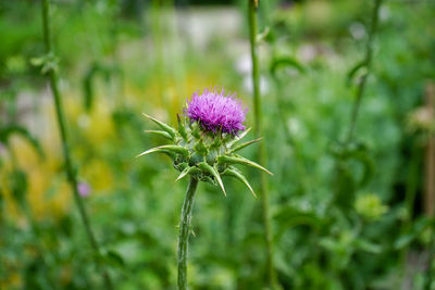 Close-up of purple flowering plant on field