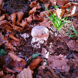 High angle view of mushrooms growing on plant