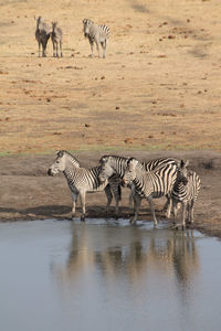 A herd of zebras drinking from a lake in the hwange national reserve in zimbabwe.