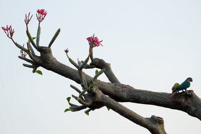 Low angle view of bird perching on tree against sky