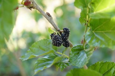 Close-up of berry on tree