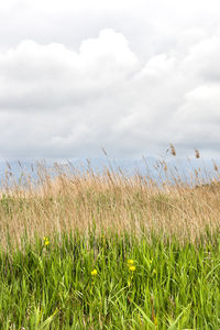 Scenic view of field against cloudy sky