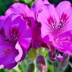 Close-up of pink flowers