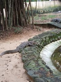 View of an animal on land