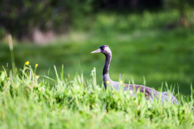 Close-up of gray heron perching on field