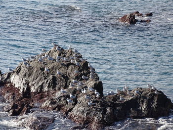 Dog on rock in sea