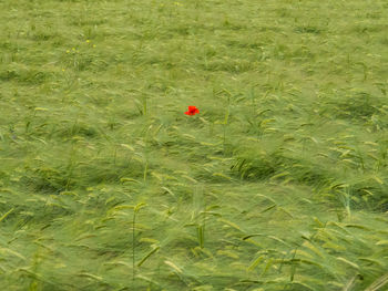 Red poppy flower on field