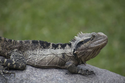 Close-up of a lizard on rock