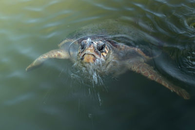 High angle view of turtle swimming in sea