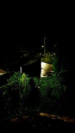 View of trees in the dark