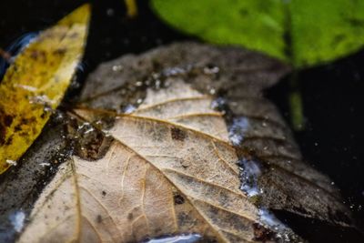 Close-up of fallen leaves