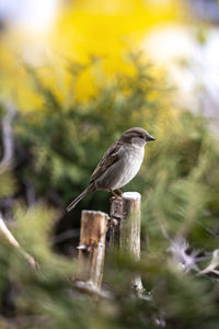 Close-up of bird perching on wooden post