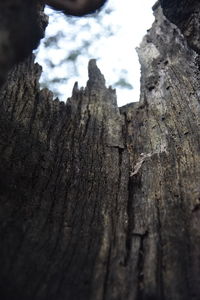 Close-up of tree trunk