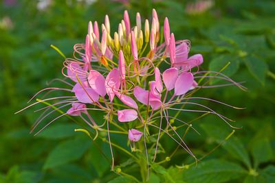 Close-up of pink flowers blooming outdoors