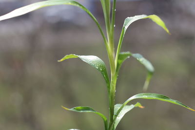 Close-up of wet plant